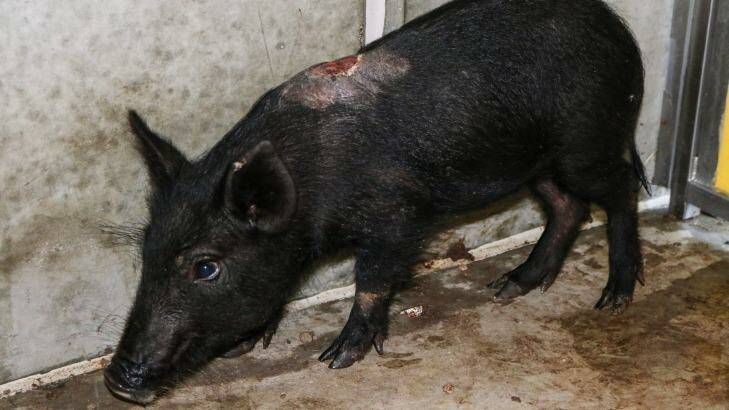 A pig photographed during an RSPCA raid in Queensland. Photo: RSPCA QLD