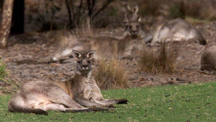 A proposal for an open season on kangaroos in Victoria has angered environmentalists. Photo: Paul Harris