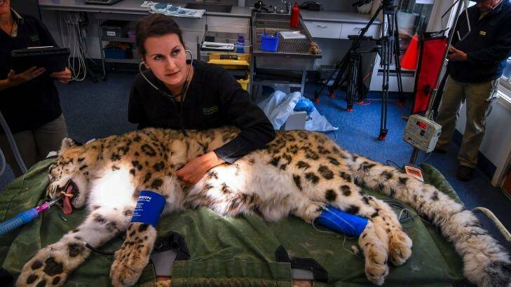 Meo the snow leopard gets a check-up from Dr Sarah Frith at Melbourne Zoo. Photo: Eddie Jim