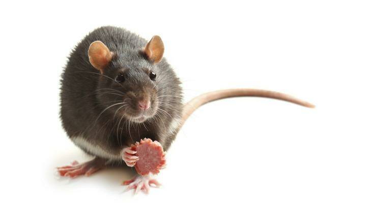 At Pabu Grill and Sake on Smith Street, Collingwood, rodent faeces was found in flour, rice and bread crumbs. Photo: Thinkstock