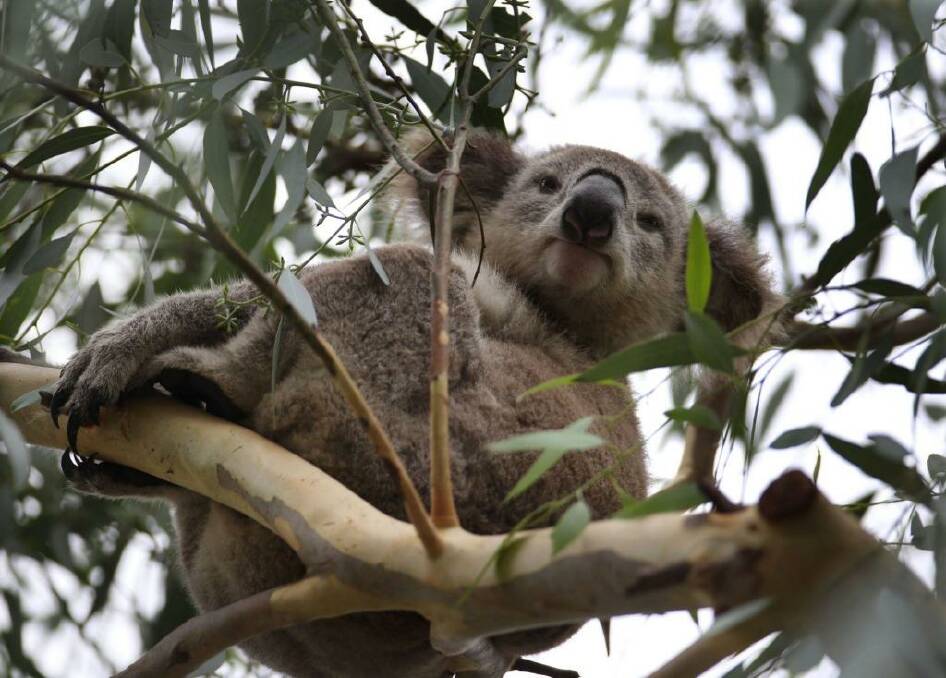 Koala in a tree Photo: John Veage