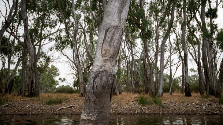 A scarred tree from drying possum skins in Kinpanyial Creek. Photo: Penny Stephens
