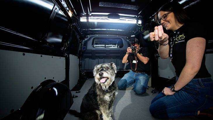 Pet Paparazzi's Nik Leigh and Lauren Wills, with Pax the dog, demonstrate how their business idea would work in the back of a van. Photo: Meredith O'Shea