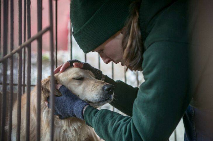 Claire Bass, HSI-UK Director, pets Henry inside his cage at a dog meat farm in Namyangju, South Korea, on Wednesday, November 29, 2017. The operation is part of HSIs efforts to fight the dog meat trade throughout Asia. In South Korea, the campaign includes working to raise awareness among Koreans about the plight of meat dogs being no different from the animals more and more of them are keeping as pets. .?? South Korean farmers are trying to get out of farming dogs for meat and to farm blueberries ahead of the Winter Olympics in February. Photo by / Humane Society International