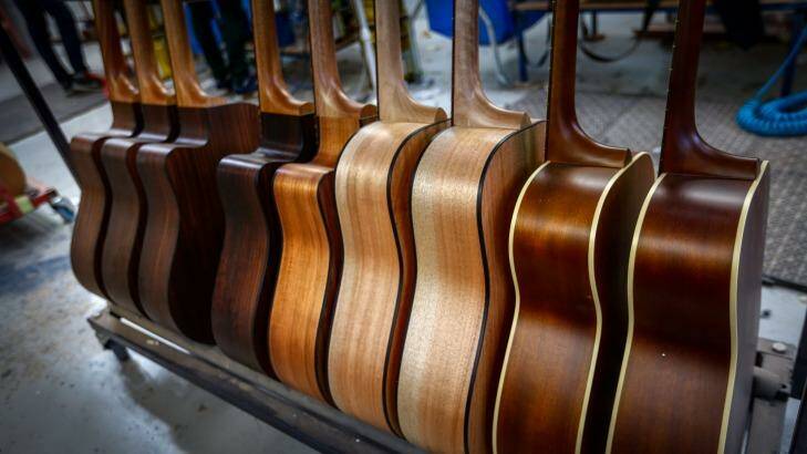 New guitars on the production line at Maton Guitars' Box Hill factory. Photo: Eddie Jim