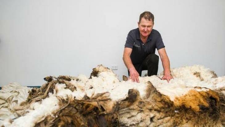 Shearer Ian Elkins with the over 40kg (world record breaking) fleece at the RSPCA.  Photo: Rohan Thomson