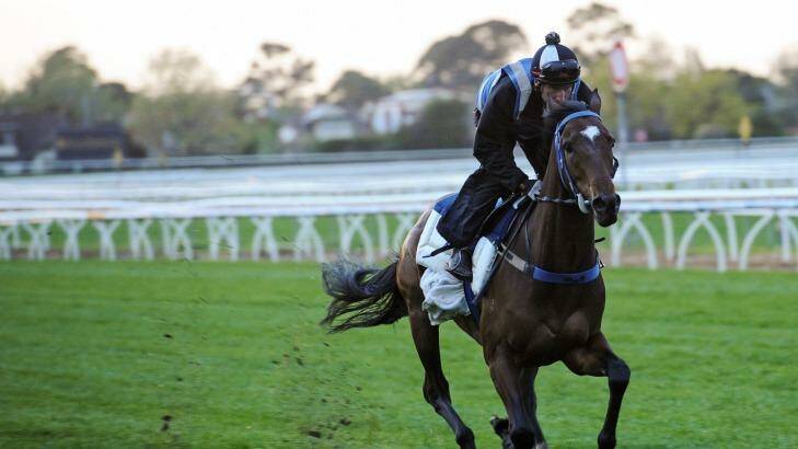 In the mix: One-time emergency Peter Moody's Lidari is now among the most fancied runners for the Caulfield Cup. Photo: Vince Caligiuri