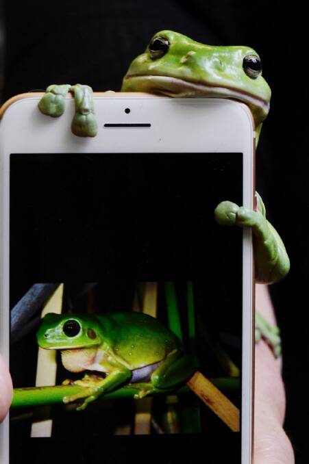 ??????Godzilla?????? the Green tree frog , on a smart phone. The Australian Museum has produced an app which can identify frog species using their calls for the public to help track species in Australia. Pic Nick Moir 8 nov 2017