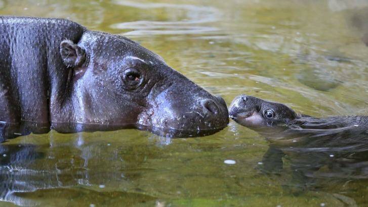 Baby Obi stopped splashing around briefly to give mum Petre a quick peck on the West African pygmy hippopotamus's 31st birthday on Tuesday at Melbourne Zoo. Photo: Wayne Taylor