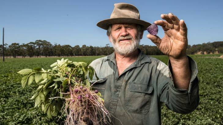 Farmer Peter Scott shows off one of his genuinely purple chips in front of the next crop of purple potatoes at Gerangamete, south of Colac. Photo: Simon Schluter