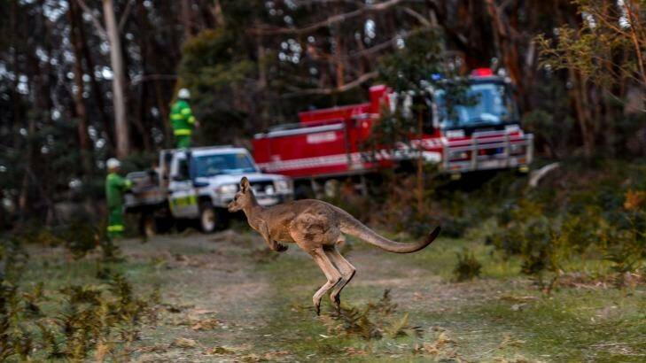 A Kangaroo makes a break away from the fire on the property of Jacqueline Lehmann and Heinz Vogel on Feeneys Lane on Thursday. Photo: Justin McManus