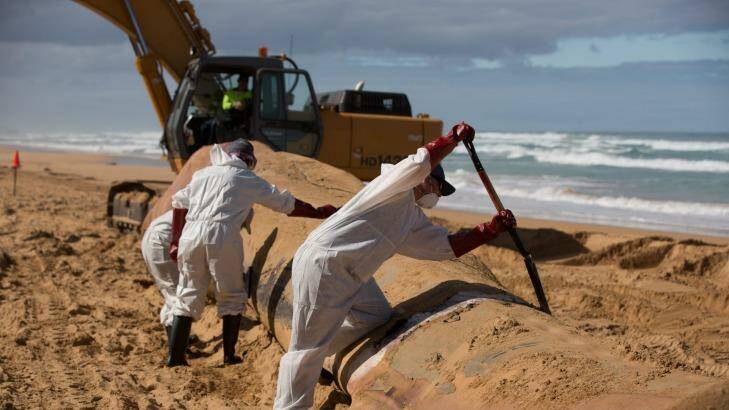 Working to remove the whale at Levy's Beach near Warrnambool. Photo: Museum Victoria
