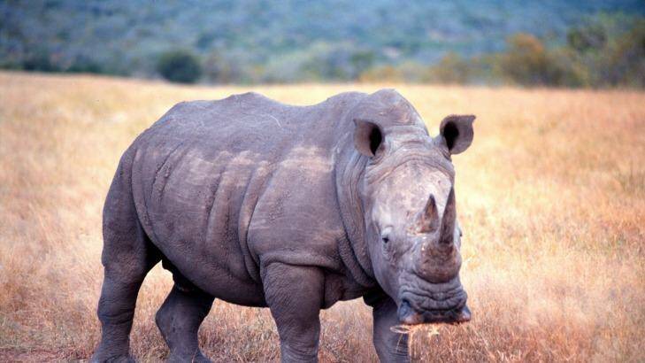 A rhinoceros in the wild. Photo: Greg Newington/AFR