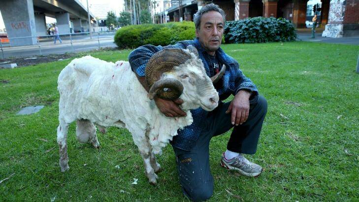 Goodwin Aquilina and his pet ram. Photo: Pat Scala