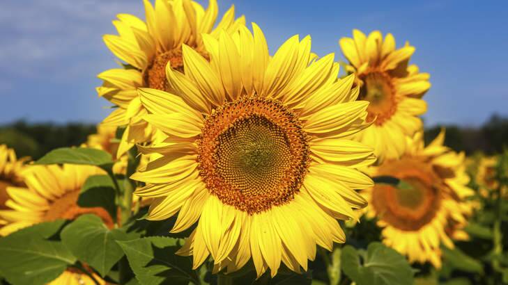 Sunflowers a great source of joy in gardens. Photo: Tony Zelenoff