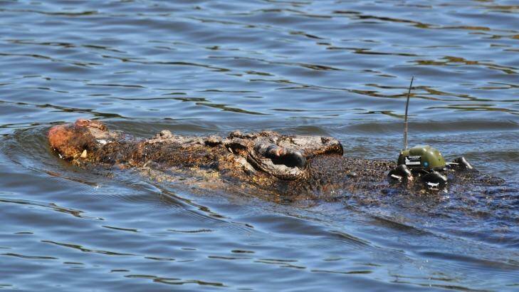A crocodile with a GPS tracking device. Photo: Hamish Campbell