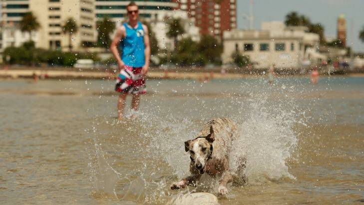 Utah the whippet and owner Hugh McKenzie cooling off at St Kilda. Photo: Chris Hopkins