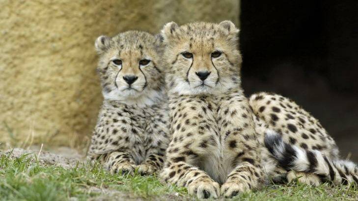Cheetahs in Basel Zoological Gardens. Photo: Basel Tourismus
