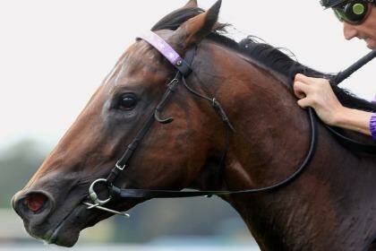 Travel happy: Queensland horse Whittington will run in Melbourne on Saturday. Photo: Jenny Evans