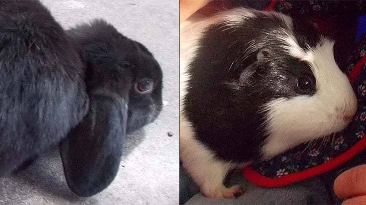 “Piggy” the guinea pig and “Ebony” the rabbit.