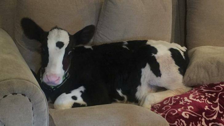 Goliath the cow, who thinks he's a dog, makes himself at home on the couch. Photo: @goliaththecow
