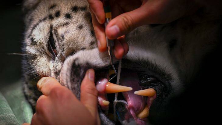 Open wide - Meo the snow leopard has her teeth checked. Photo: Eddie Jim
