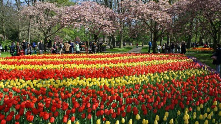 A spring display of tulips at Keukenhof in the Netherlands. Photo: Brian Johnston