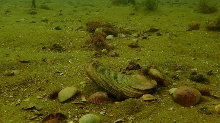 Sandy desert: Angasi or native flat oysters suffocate on the seabed without a hard surface to cling to. Photo: P Hamer/The Nature Conservancy