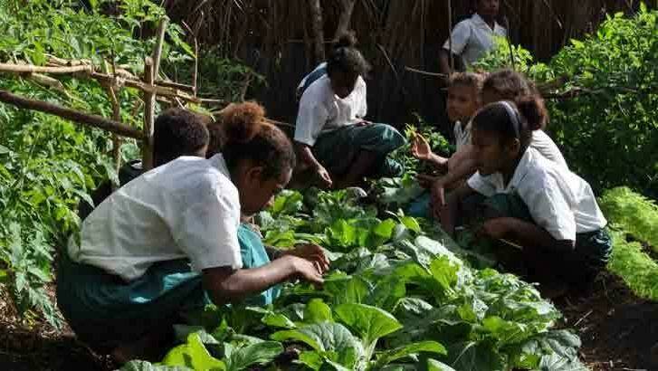 Diversifying crops in Vanuatu. Photo: Supplied
