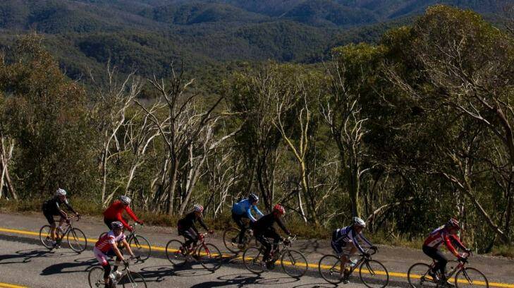 Cyclists pictured riding on the Great Alpine Road in Victoria. A 72-year-old male cyclist was shot by a pellet gun on the road near Everton on Saturday. Photo: Mark Tsukasov