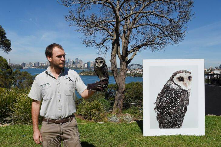 Taronga Zoo Bird Keeper Brendan Host holds Griffin the sooty owl with a photograph of Griffin taken by wildlife photographer Leila Jefferys. Leila's images of resident birds are a part of QBE Muse @ Taronga that will be spread around Taronga Zoo to take guests on a path to explore the bird exhibits. Mosman, Sydney. 24th October, 2017. Photo: Kate Geraghty 