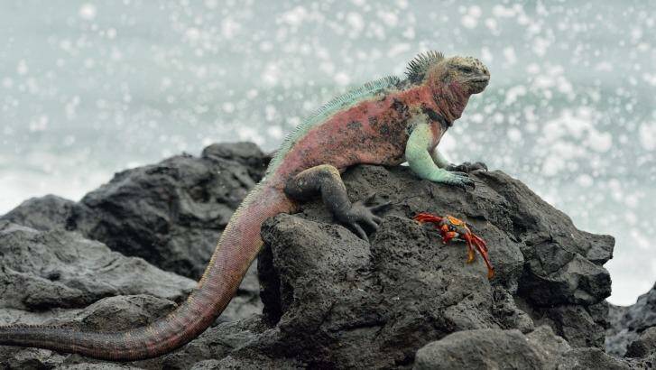 Marine iguana, Galapagos Islands National Park.