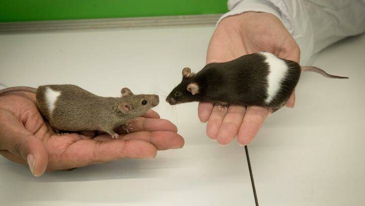 The drug seems to work in mice. Humans will have to wait and see. Photo: Jesse Marlow