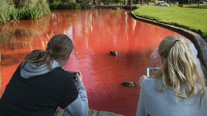Ducks seem unconcerned by the red colouring. Photo: Jason South