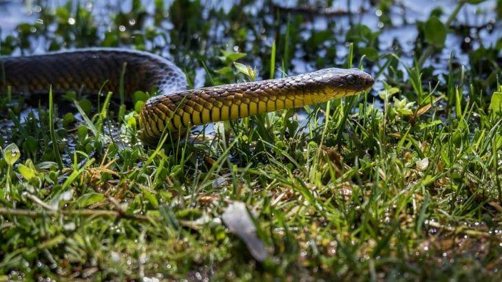 A man was taken to Austin Hospital after being bitten by tiger snake in north-east Melbourne. Photo: Ian McCamley