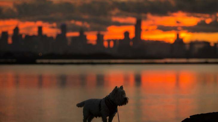 Toby the dog watches the sunrise from Williamstown Photo: Jason South