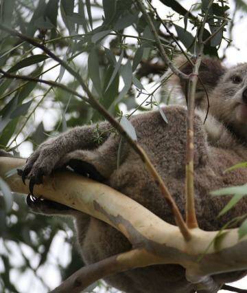 Koala in a tree Photo: John Veage