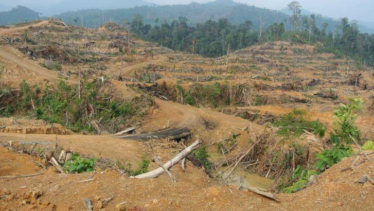 Freshly cleared forest inside the Leuser Ecosystem near Kuala Simpang in Aceh, March 2014. Local activists said this clearing for a palm oil plantation was illegal.  Photo: Michael Bachelard