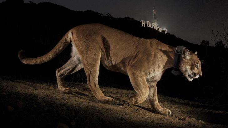 A remote camera captures a radio- collared cougar in Griffith Park in Los Angeles. Photo: Steve Winter