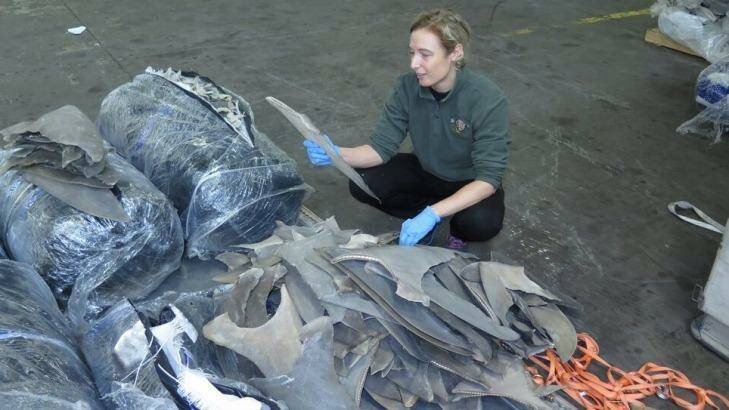 Australian forensic specialist Dr Jenny Giles inspecting a shipment of dried shark fins in the US. Photo: NOAA