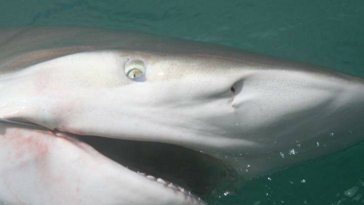 Bronze whaler sharks have become a common sight this summer. Photo: NZ Fishing News