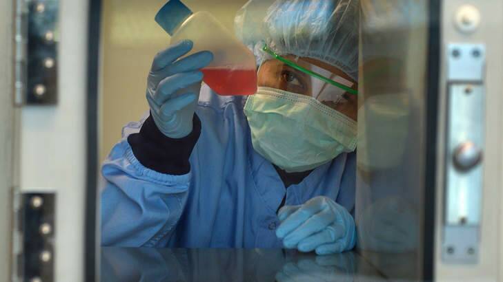 A scientist at the Melbourne Stem Cell Centre with a patient's liposuction sample. Photo: Michael Clayton-Jones