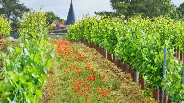 Vineyards near Cognac in France. Six of the Best: River cruise excursions tra13-sixbest Photo: St?phane CHARBEAU
