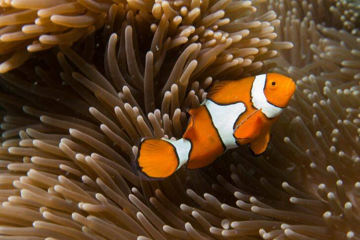 The Great Barrier Reef 2016. A clown fish on the Barrier Reef. 5th November 2016. Photo by Jason South.
