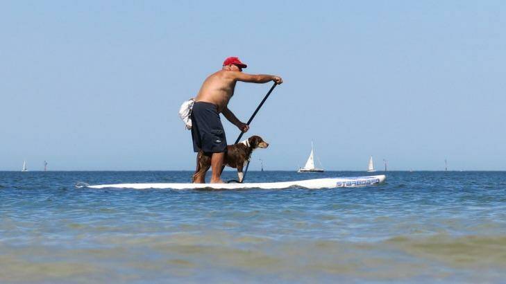 A paddle boarder and his dog  on Port Phillip Bay. Photo: Leigh Henningham