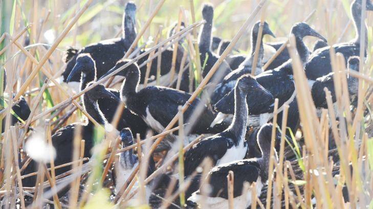 An Ibis colony with thousands of infant birds in the Macquarie Marshes . Photo: Nick Moir