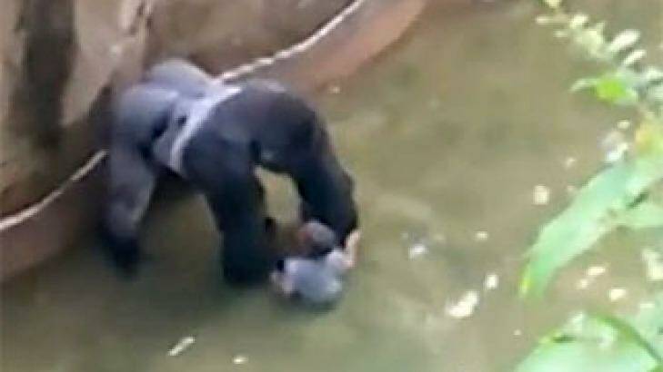 Harambe, the gorilla, plays with the boy in its enclosure at Cincinnati Zoo before it is shot dead.
