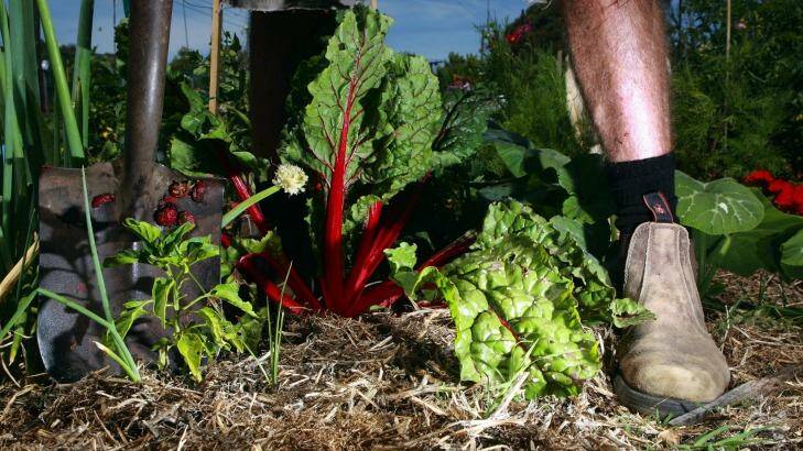 As inner-city living becomes denser,  community gardens such as Veg Out have thrived. Photo: James Davies