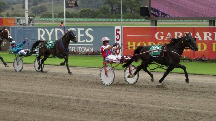 Racing into the 21st century: The Menangle Park track is being replaced.