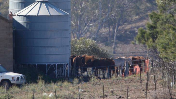 Some of the surviving horses at the property in Bulla on Monday morning. Photo: Eddie Jim